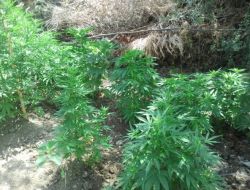 Hatay'da Ele Geçirilen 400 Kök Kenevir İmha Edildi