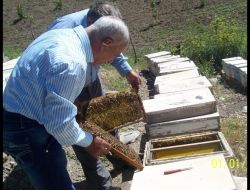 Şirvan Arıcılıkta Artık Daha Bilinçli