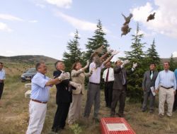 Hırka Dağı’na 70 Kınalı Keklik Bırakıldı