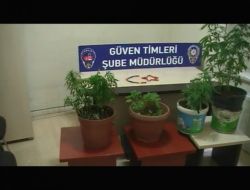 Beyoğlu'nda Hint Keneviri Operasyonu