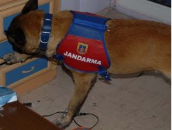 Jandarmadan Uyuşturucu Operasyonu