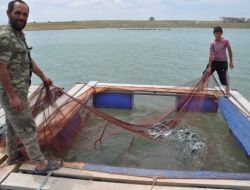 Yozgat’ta Yıllık Balık Üretimi 230 Tona Ulaştı