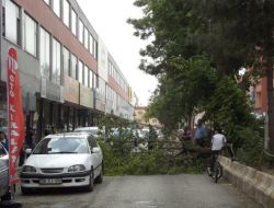 Fırtına Ağaçları Devirdi