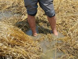 Ekin Tarlalarında Balık Ve Kurbağalar Yüzüyor