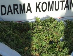 Yerköy’de Bin Kök Hint Keneviri Ele Geçirildi