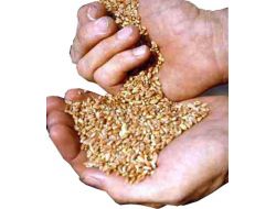 ÇİFTÇİLERE DANE KAYBI UYARISI