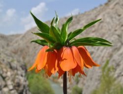 Afşin'den Ters Lale İçin 2 Proje