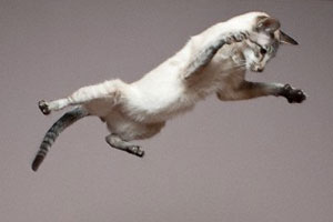 Kedi Çetesine Suçüstü