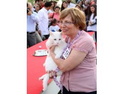 Birbirinden Güzel Van Kedileri, Podyumda Görücüye Çıktı