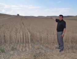 "Biçerdöverlerin Dane Döküp Dökmediğini Kontrol Edin"