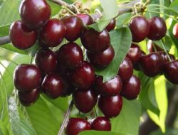 Üreticiler Traktörlerle Kiraz Fiyatlarını Protesto Etti