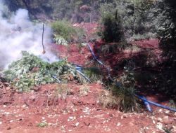 Hatay’da 254 Bin Kök Hint Keneviri Ele Geçirildi