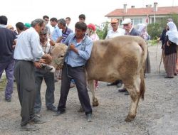 Nevşehir’de 240 Baş Gebe Düve Dağıtıldı