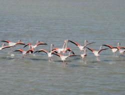İzmir'deki Homa Dalyanı Kurtarıldı