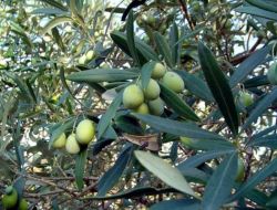 Zeytinciye Güve Uyarısı