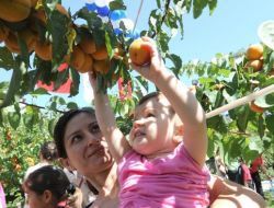 Bağcılar’da Kayısı Dalından Yendi