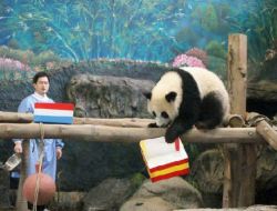 Euro 2012 Şampiyonu Tahmini Yavru Pandadan: İspanya Kazanacak