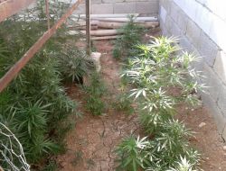 Midyat'ta Bin 907 Adet Hint Keneviri Ele Geçirildi