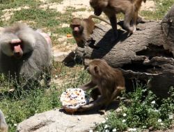 Hayvanat Bahçesinde Doğum Günü Sürprizi