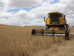 Kırıkkale’de Hasat Dönemi Başladı!