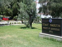 Üniversite Bahçesinde Dikili Dişi Hint Keneviri Bulundu