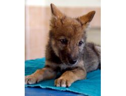 Ölmek Üzere Olan Yavru Kurda Üniversite Sahip Çıktı