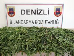 Tarlada Hint Keneviri Ele Geçirildi!