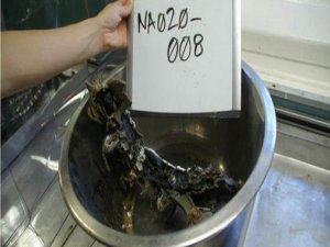 İşte düşürülen uçağın parçaları