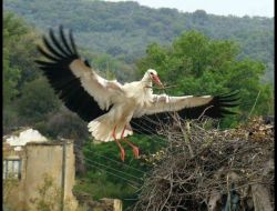 'Leylekler Ölmesin' Projesinin Fotoğraf Sergisi Kuşadası'nda Açıldı