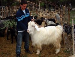 Etin Pahalı Olması Kurbanlık Fiyatlarını Yüzde 30 Artırdı