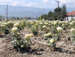 Bolu'da 10 Bin Adet Gül Çiçek Açtı