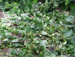 Yağmur Ve Fırtınadan Zarar Gören Tarım Üreticilerine Hasar Tespit Uyarısı