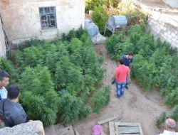 Suruç'ta Bin 100 Kök Hint Keneviri Ele Geçirildi