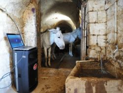 Çöpçü Eşekler Klasik Müzikle Stres Atıyor