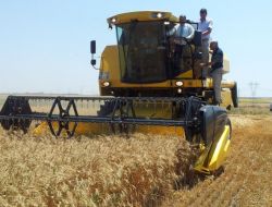 BAKAN EKER BUĞDAY HASADI YAPTI