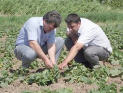 Sındırgı’da Salatalık Tarlalarında 'Çiçek Tripsi' Hastalığı Ortaya Çıktı