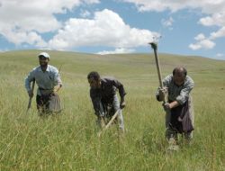 Diyarbakır'dan Gelip Muş'ta Orkide Topluyorlar
