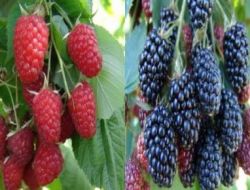 Ahududu Ve Böğürtlenin Yüzde 90’dan Fazlası Bursa’da Yetişiyor