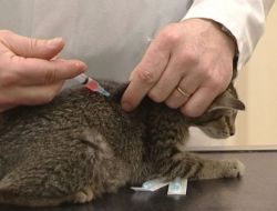 Mamak Belediyesi'nden Evcil Hayvanlar İçin Aşı Kampanyası