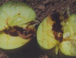 Yetkililer Çiftçileri 'Elma İç Kurdu'na Karşı Uyardı