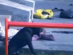 Rusya'da Köpek Sokak Ortasında Dehşet Saçtı