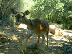 Dilek Yarımadası Milli Parkı'ndaki Alageyiklerden Biri Yavruladı