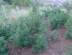 Jandarma Köpeği 'Varis’ Uyuşturucuya Geçit Vermedi