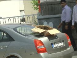 Arılar Cadde Üzerindeki Arabada Oğul Verdi