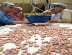 Fıstığın Çikolataya Girmesi Üreticinin İştahını Kabarttı