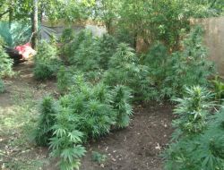 Jandarmadan Esrar Operasyonu