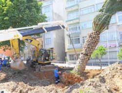 Ayasofya Kavşağındaki Palmiye Sökülerek Yeni Yerine Dikildi