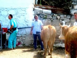 Taşova’da 144 Baş Gebe Düve Dağıtıldı