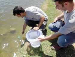 Sivrisineklerle Mücadelede Avcı Balıkları Kullanıyorlar