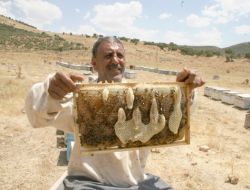 ARILAR BAL PETEĞİNE 'ALLAH' YAZDI